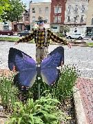 Dan Dorrough; Our Daily Walk; Butterflys; Butterfly Contest; Sights and Shades Canandaigua, NY